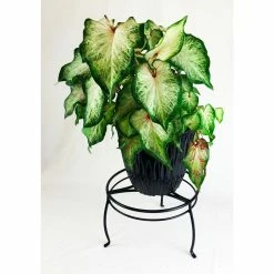 Vigoro 8 in. Black Metal Indoor Plant Stand -Vigoro Shop black vigoro plant stands 51470 4f 1000