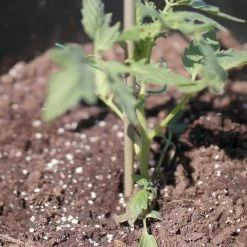 Vigoro 5 ft. Natural Bamboo Stake -Vigoro Shop natural bamboo beige vigoro tomato cages bb5vg 44 1000