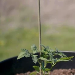 Vigoro 5 ft. Natural Bamboo Stake -Vigoro Shop natural bamboo beige vigoro tomato cages bb5vg 76 1000