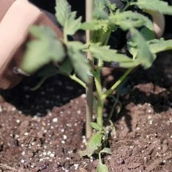 Vigoro Bamboo 6 ft. Natural Stake -Vigoro Shop natural bamboo beige vigoro tomato cages bb6vg 44 1000