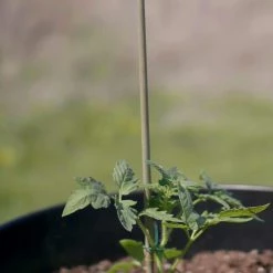 Vigoro Bamboo 6 ft. Natural Stake -Vigoro Shop natural bamboo beige vigoro tomato cages bb6vg fa 1000