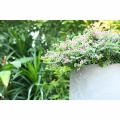 KANTE 17.3 in. Tall Natural Lightweight Concrete Footed Tulip Outdoor Round Planter (Set of 3) 11 KANTE 17.3 in. Tall Natural Lightweight Concrete Footed Tulip Outdoor Round Planter (Set of 3) -Vigoro Shop natural kante plant pots rf2015022bcd c80021 4f 1000