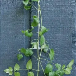 Vigoro 8 ft. Stainless Steel Wire Rope Plant Trellis 8 Vigoro 8 ft. Stainless Steel Wire Rope Plant Trellis -Vigoro Shop stainless steel vigoro tomato cages 822222 4f 1000