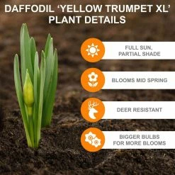 Vigoro 15/17 cm Premium XL Yellow Trumpet Daffodil Bulbs (Bag of 100) -Vigoro Shop vigoro flower bulbs ecf 28 100 1f 1000
