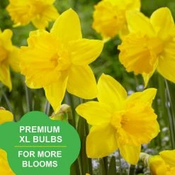 Vigoro 15/17 cm Premium XL Yellow Trumpet Daffodil Bulbs (Bag of 100) -Vigoro Shop vigoro flower bulbs ecf 28 100 31 1000