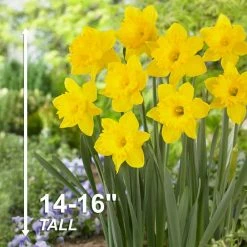 Vigoro 15/17 cm Premium XL Yellow Trumpet Daffodil Bulbs (Bag of 100) -Vigoro Shop vigoro flower bulbs ecf 28 100 44 1000