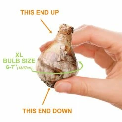 Vigoro 15/17 cm Premium XL Yellow Trumpet Daffodil Bulbs (Bag of 100) -Vigoro Shop vigoro flower bulbs ecf 28 100 4f 1000