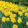 Vigoro 15/17 cm Premium XL Yellow Trumpet Daffodil Bulbs (Bag of 100) -Vigoro Shop vigoro flower bulbs ecf 28 100 64 1000