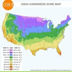 Vigoro 15/17 cm Premium XL Yellow Trumpet Daffodil Bulbs (Bag of 100) -Vigoro Shop vigoro flower bulbs ecf 28 100 76 1000