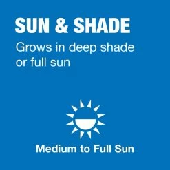 Vigoro 7 lbs. Sun and Shade Grass Seed Mix with Water Saver Seed Coating -Vigoro Shop vigoro grass seed 25445 a0 1000