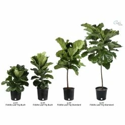 Vigoro 6 in. Little Fiddle Leaf Fig Indoor Plant in Small White Ribbed Plastic Decor Planter (2-Pack) -Vigoro Shop vigoro indoor plants co 6fig 3 vi wh 1f 1000
