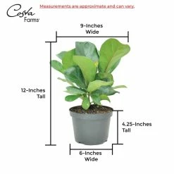 Vigoro 6 in. Little Fiddle Leaf Fig Indoor Plant in Small White Ribbed Plastic Decor Planter (2-Pack) -Vigoro Shop vigoro indoor plants co 6fig 3 vi wh 44 1000