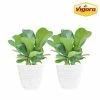 Vigoro 6 in. Little Fiddle Leaf Fig Indoor Plant in Small White Ribbed Plastic Decor Planter (2-Pack) -Vigoro Shop vigoro indoor plants co 6fig 3 vi wh 64 1000