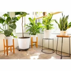 Vigoro 6 in. Little Fiddle Leaf Fig Indoor Plant in Small White Ribbed Plastic Decor Planter (2-Pack) -Vigoro Shop vigoro indoor plants co 6fig 3 vi wh 77 1000