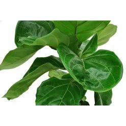 Vigoro Shop -Vigoro Shop vigoro indoor plants co 6fig 3 vi wh e1 1000
