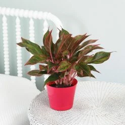 Vigoro 6 in. Grower's Choice Aglaonema Chinese Evergreen Indoor Plant in Small White Ribbed Plastic Decor Planter (2-Pack) -Vigoro Shop vigoro indoor plants co ags6 3 vi wh 4f 1000