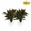 Vigoro 6 in. Grower's Choice Aglaonema Chinese Evergreen Indoor Plant in Small White Ribbed Plastic Decor Planter (2-Pack) -Vigoro Shop vigoro indoor plants co ags6 3 vi wh 64 1000