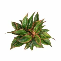 Vigoro 6 in. Grower's Choice Aglaonema Chinese Evergreen Indoor Plant in Small White Ribbed Plastic Decor Planter (2-Pack) -Vigoro Shop vigoro indoor plants co ags6 3 vi wh a0 1000