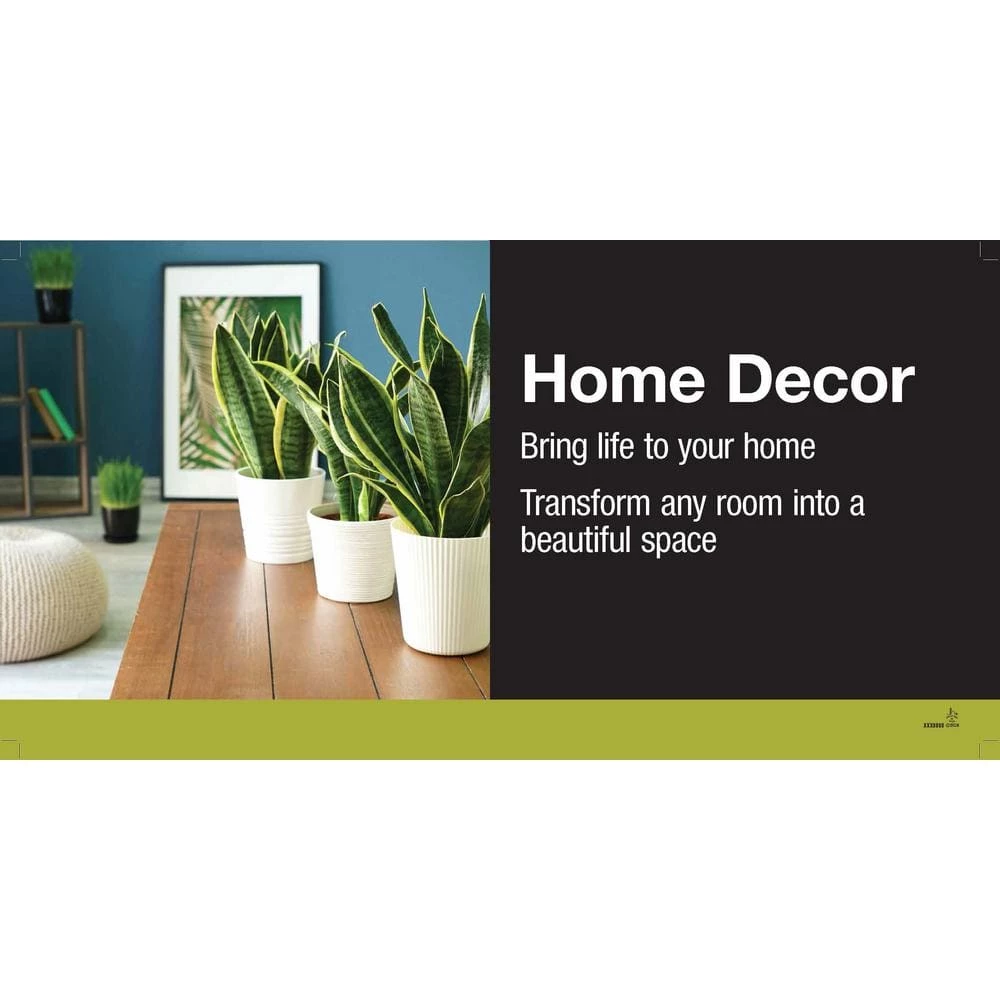 Vigoro 6 in. Bird's Nest Fern Indoor Plant in Small White Ribbed Plastic Decor Planter (2-Pack) 5 Vigoro 6 in. Bird's Nest Fern Indoor Plant in Small White Ribbed Plastic Decor Planter (2-Pack) - Image 3