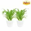 Vigoro 6 in. Bird's Nest Fern Indoor Plant in Small White Ribbed Plastic Decor Planter (2-Pack) -Vigoro Shop vigoro indoor plants co brdf 3 vi wh 64 1000