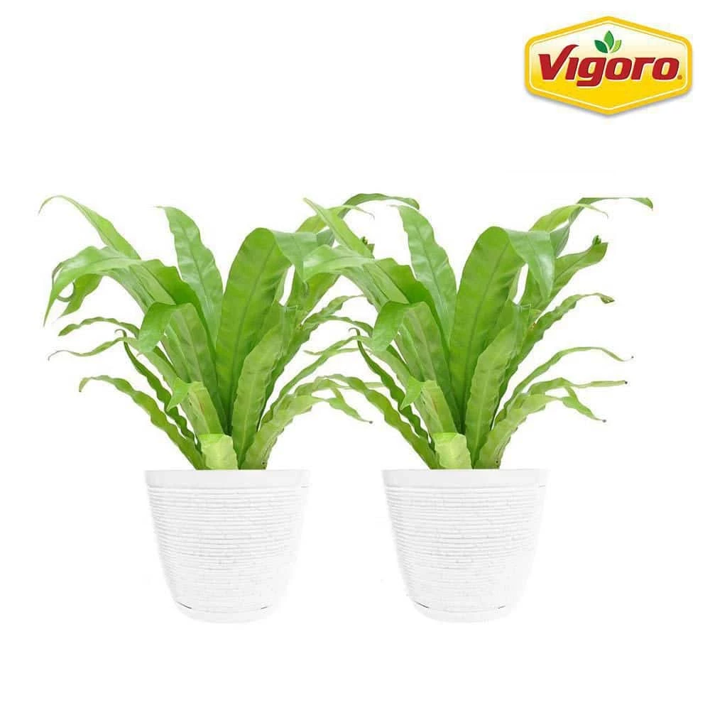 Vigoro 6 in. Bird's Nest Fern Indoor Plant in Small White Ribbed Plastic Decor Planter (2-Pack) 3 Vigoro 6 in. Bird's Nest Fern Indoor Plant in Small White Ribbed Plastic Decor Planter (2-Pack)