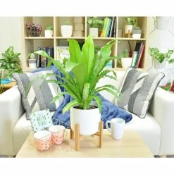 Vigoro 6 in. Bird's Nest Fern Indoor Plant in Small White Ribbed Plastic Decor Planter (2-Pack) 9 Vigoro 6 in. Bird's Nest Fern Indoor Plant in Small White Ribbed Plastic Decor Planter (2-Pack) -Vigoro Shop vigoro indoor plants co brdf 3 vi wh c3 1000