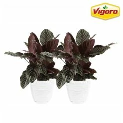 Vigoro 6 in. Grower's Choice Calathea Indoor Plant in Small White Ribbed Plastic Decor Planter (2-Pack)