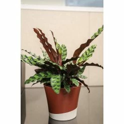 Vigoro 6 in. Grower's Choice Calathea Indoor Plant in Small White Ribbed Plastic Decor Planter (2-Pack) -Vigoro Shop vigoro indoor plants co cal6 3 vi wh 77 1000