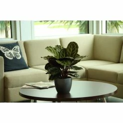 Vigoro Shop -Vigoro Shop vigoro indoor plants co cal6 3 vi wh e1 1000