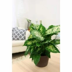 Vigoro 6 in. Dieffenbachia Indoor Plant in Small White Ribbed Plastic Decor Planter (2-Pack) -Vigoro Shop vigoro indoor plants co dief 3 vi wh 1f 1000