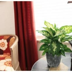 Vigoro 6 in. Dieffenbachia Indoor Plant in Small White Ribbed Plastic Decor Planter (2-Pack) -Vigoro Shop vigoro indoor plants co dief 3 vi wh 4f 1000