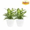 Vigoro 6 in. Dieffenbachia Indoor Plant in Small White Ribbed Plastic Decor Planter (2-Pack) 2 Vigoro 6 in. Dieffenbachia Indoor Plant in Small White Ribbed Plastic Decor Planter (2-Pack) -Vigoro Shop vigoro indoor plants co dief 3 vi wh 64 1000