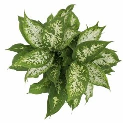 Vigoro 6 in. Dieffenbachia Indoor Plant in Small White Ribbed Plastic Decor Planter (2-Pack) -Vigoro Shop vigoro indoor plants co dief 3 vi wh a0 1000