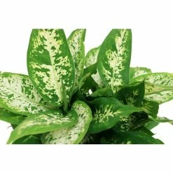 Vigoro 6 in. Dieffenbachia Indoor Plant in Small White Ribbed Plastic Decor Planter (2-Pack) -Vigoro Shop vigoro indoor plants co dief 3 vi wh c3 1000