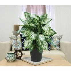 Vigoro Shop -Vigoro Shop vigoro indoor plants co dief 3 vi wh e1 1000