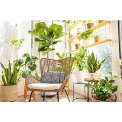 Vigoro 6 in. Dieffenbachia Indoor Plant in Small White Ribbed Plastic Decor Planter (2-Pack) -Vigoro Shop vigoro indoor plants co dief 3 vi wh fa 1000