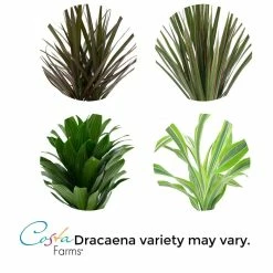 Vigoro 6 in. Grower's Choice Dracaena Indoor Plant in Small White Ribbed Plastic Decor Planter (2-Pack) -Vigoro Shop vigoro indoor plants co jc06 3 vi wh 1f 1000