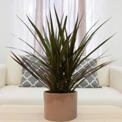 Vigoro 6 in. Grower's Choice Dracaena Indoor Plant in Small White Ribbed Plastic Decor Planter (2-Pack) -Vigoro Shop vigoro indoor plants co jc06 3 vi wh 4f 1000