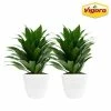 Vigoro 6 in. Grower's Choice Dracaena Indoor Plant in Small White Ribbed Plastic Decor Planter (2-Pack) -Vigoro Shop vigoro indoor plants co jc06 3 vi wh 64 1000