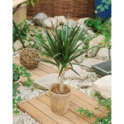 Vigoro Shop -Vigoro Shop vigoro indoor plants co jc06 3 vi wh e1 1000