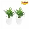 Vigoro 6 in. Neanthebella Palm Indoor Plant in Small White Ribbed Plastic Decor Planter (2-Pack) -Vigoro Shop vigoro indoor plants co np07 3 vi wh 64 1000
