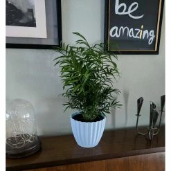 Vigoro Shop -Vigoro Shop vigoro indoor plants co np07 3 vi wh e1 1000