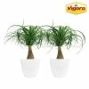 Vigoro 6 in. Ponytail Palm Indoor Plant in Small White Ribbed Plastic Decor Planter (2-Pack) -Vigoro Shop vigoro indoor plants co pony 3 vi wh 64 1000