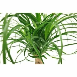 Vigoro 6 in. Ponytail Palm Indoor Plant in Small White Ribbed Plastic Decor Planter (2-Pack) -Vigoro Shop vigoro indoor plants co pony 3 vi wh 77 1000