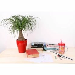 Vigoro 6 in. Ponytail Palm Indoor Plant in Small White Ribbed Plastic Decor Planter (2-Pack) -Vigoro Shop vigoro indoor plants co pony 3 vi wh c3 1000