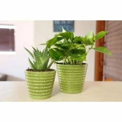 Vigoro 6 in. Golden Pothos Indoor Plant in Small White Ribbed Plastic Decor Planter (2-Pack) -Vigoro Shop vigoro indoor plants co poth 3 vi wh 44 1000