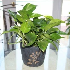 Vigoro 6 in. Golden Pothos Indoor Plant in Small White Ribbed Plastic Decor Planter (2-Pack) -Vigoro Shop vigoro indoor plants co poth 3 vi wh 4f 1000