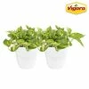 Vigoro 6 in. Golden Pothos Indoor Plant in Small White Ribbed Plastic Decor Planter (2-Pack) -Vigoro Shop vigoro indoor plants co poth 3 vi wh 64 1000