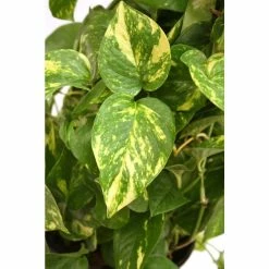 Vigoro 6 in. Golden Pothos Indoor Plant in Small White Ribbed Plastic Decor Planter (2-Pack) -Vigoro Shop vigoro indoor plants co poth 3 vi wh 77 1000