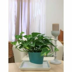 Vigoro 6 in. Golden Pothos Indoor Plant in Small White Ribbed Plastic Decor Planter (2-Pack) -Vigoro Shop vigoro indoor plants co poth 3 vi wh fa 1000